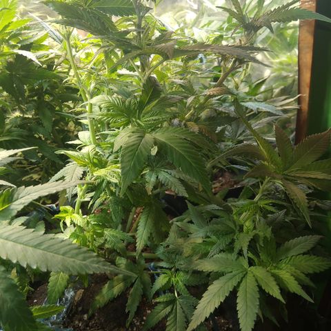 Ghost OG  growlog timeline photo