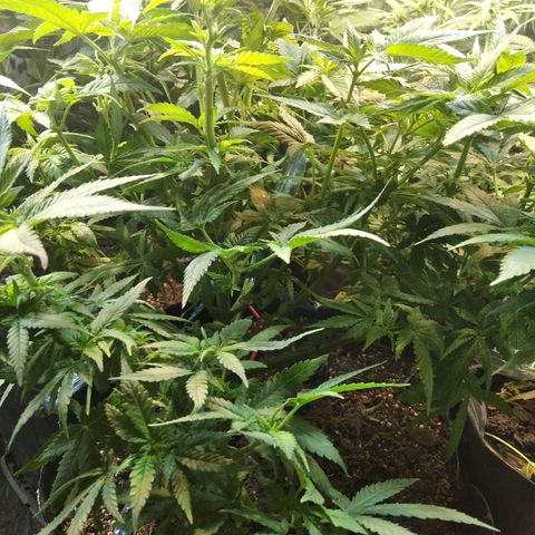 Ghost OG  growlog timeline photo
