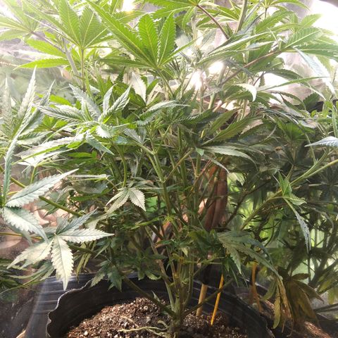 Orange Cake  #1 growlog timeline photo
