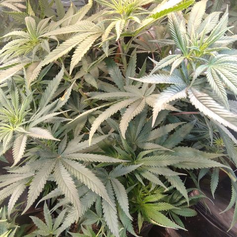 Orange Cake  #1 growlog timeline photo