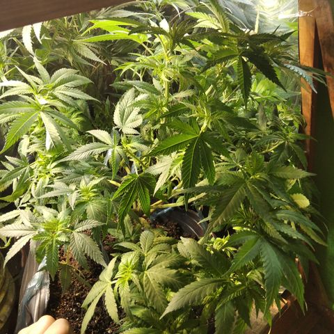 Ghost OG  growlog timeline photo