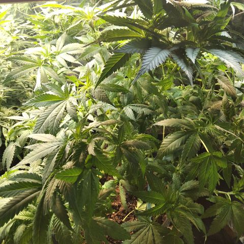 Ghost OG  growlog timeline photo