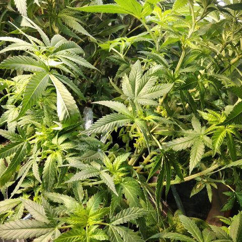 Ghost OG  growlog timeline photo