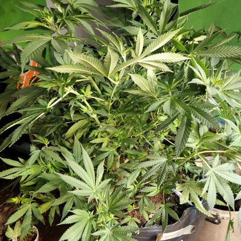 Ghost OG  growlog timeline photo