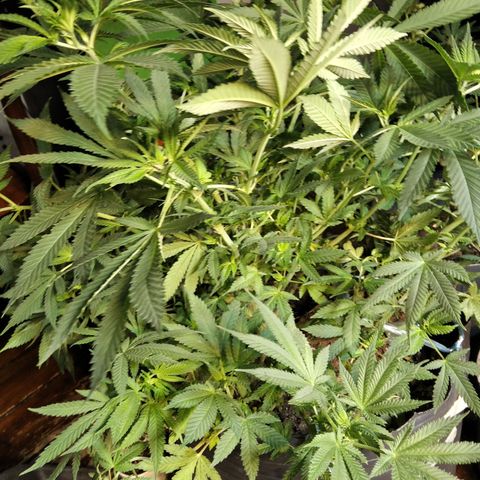 Ghost OG  growlog timeline photo