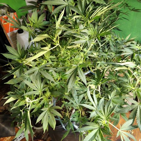 Ghost OG  growlog timeline photo