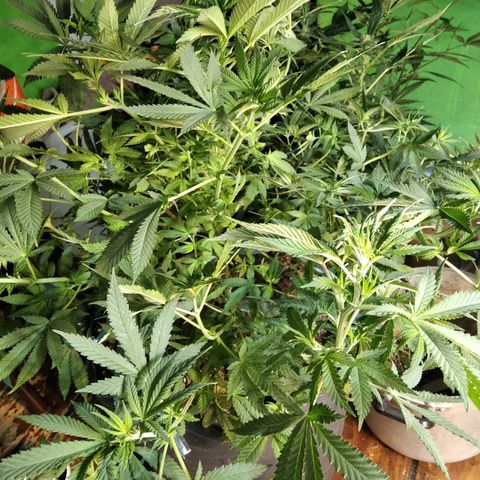 Ghost OG  growlog timeline photo