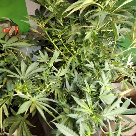 Ghost OG  growlog timeline photo
