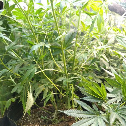 Runtz growlog timeline photo