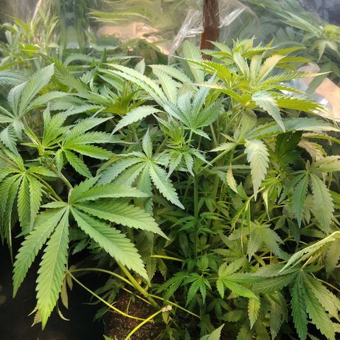 Runtz growlog timeline photo