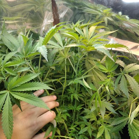 Runtz growlog timeline photo