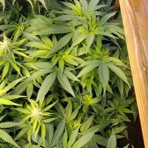 Ghost OG  growlog timeline photo