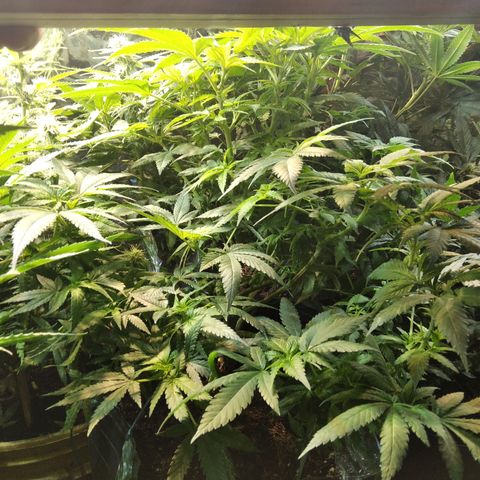 Ghost OG  growlog timeline photo