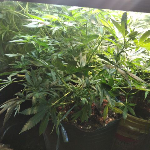 Hawaiann Snow growlog timeline photo