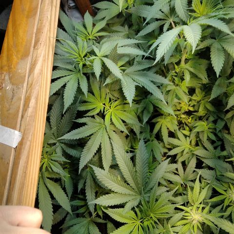Hawaiann Snow growlog timeline photo