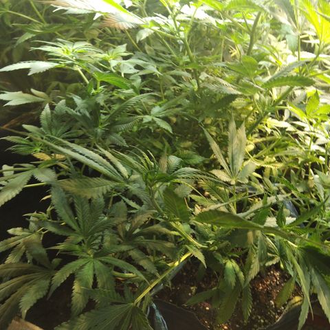 Hawaiann Snow growlog timeline photo