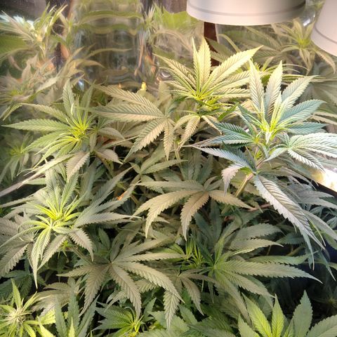 Orange Cake  #1 growlog timeline photo