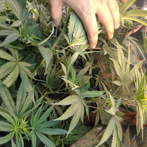 Orange Cake  #1 growlog timeline photo