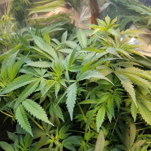 Runtz growlog timeline photo