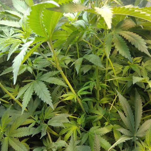 Runtz growlog timeline photo