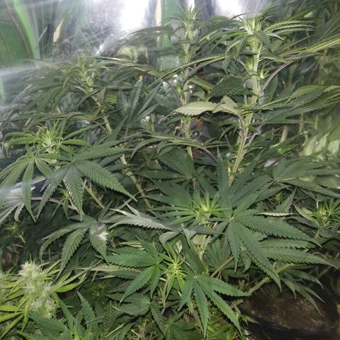 Orange Cake  #1 growlog timeline photo