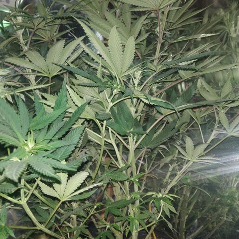 Orange Cake  #1 growlog timeline photo
