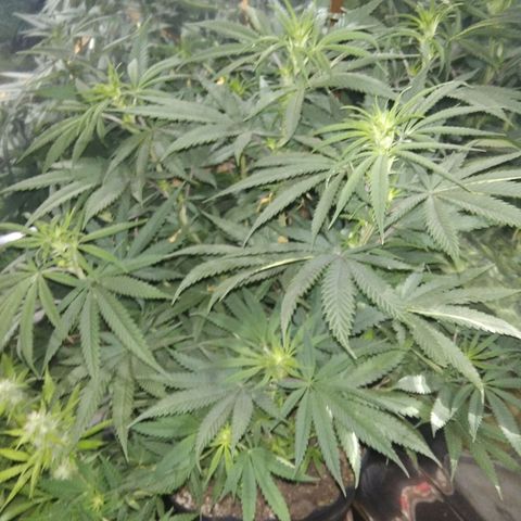 Orange Cake  #1 growlog timeline photo