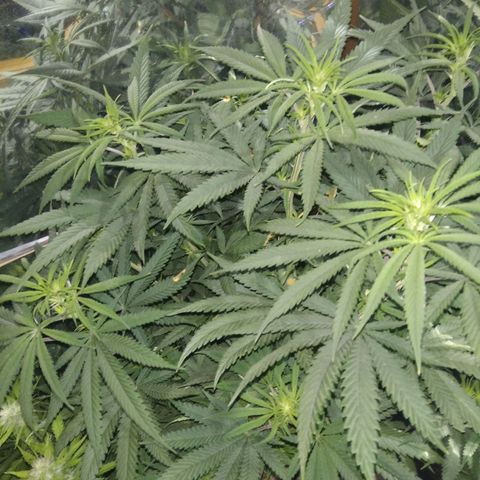 Orange Cake  #1 growlog timeline photo