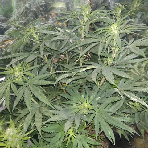 Orange Cake  #1 growlog timeline photo