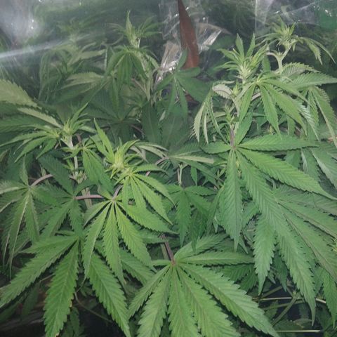 Runtz growlog timeline photo