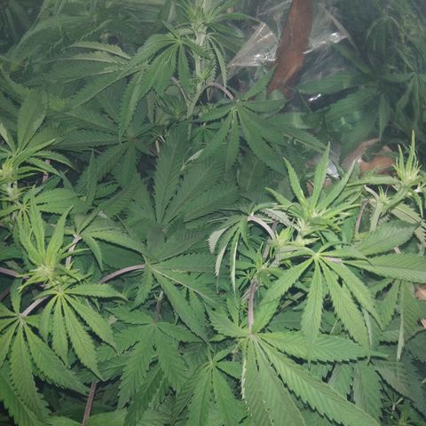 Runtz growlog timeline photo