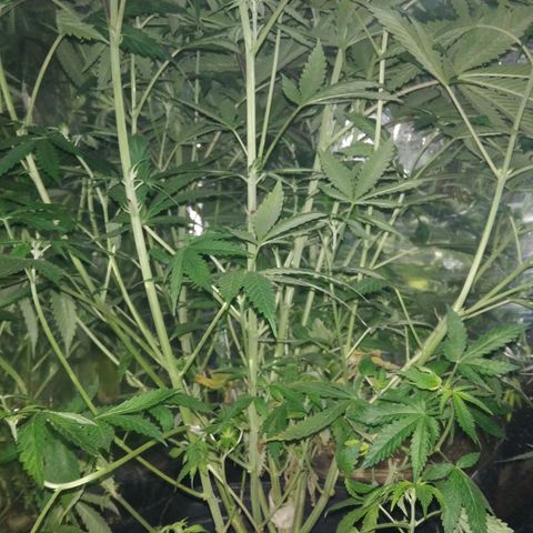 Runtz growlog timeline photo