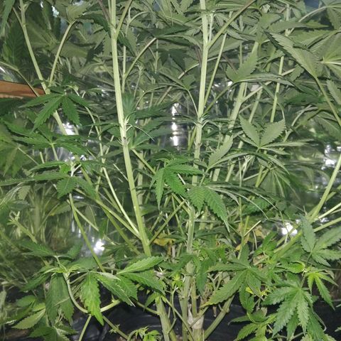 Runtz growlog timeline photo