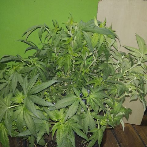 Ghost OG  growlog timeline photo
