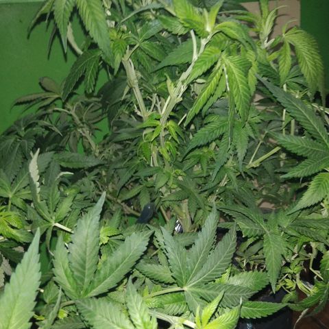 Ghost OG  growlog timeline photo