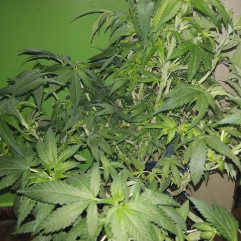 Ghost OG  growlog timeline photo
