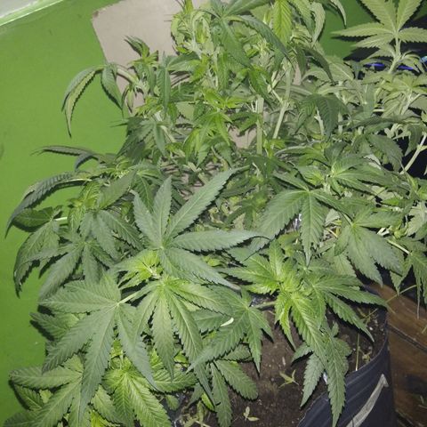 Ghost OG  growlog timeline photo