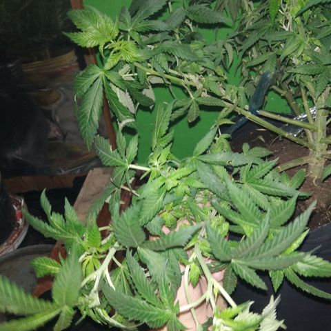 Ghost OG  growlog timeline photo
