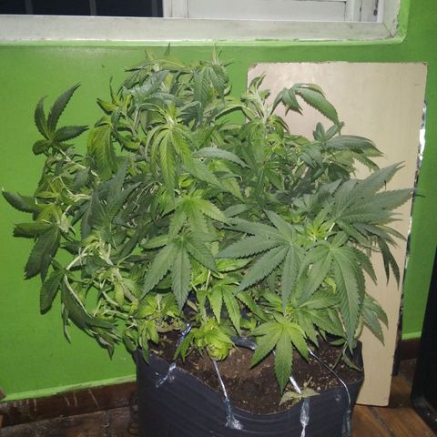 Ghost OG  growlog timeline photo