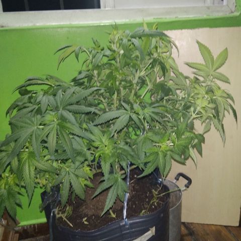 Ghost OG  growlog timeline photo