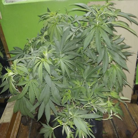 Hawaiann Snow growlog timeline photo