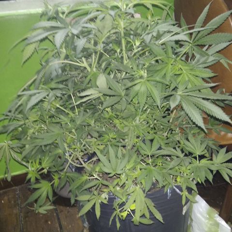 Hawaiann Snow growlog timeline photo