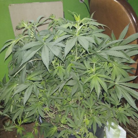 Hawaiann Snow growlog timeline photo