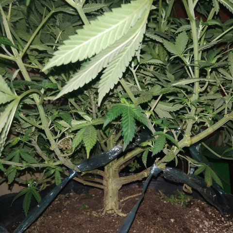 Hawaiann Snow growlog timeline photo