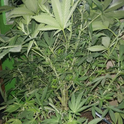 Hawaiann Snow growlog timeline photo