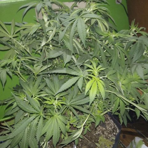 Hawaiann Snow growlog timeline photo