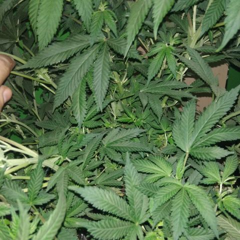 Hawaiann Snow growlog timeline photo