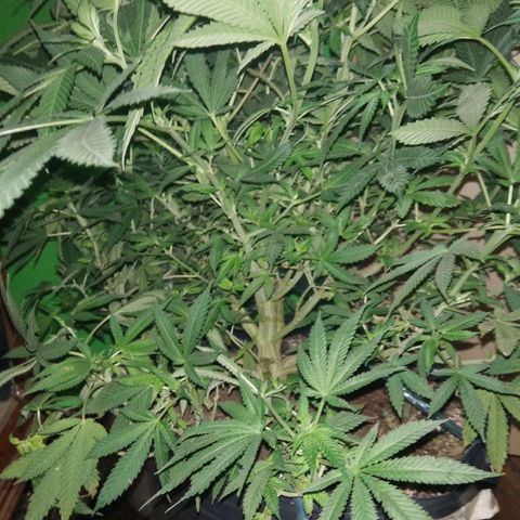 Hawaiann Snow growlog timeline photo