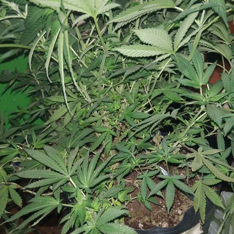 Hawaiann Snow growlog timeline photo