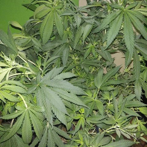 Hawaiann Snow growlog timeline photo
